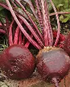 WCS Beets - Red Ace F1 Organic Certified (100 Seeds)