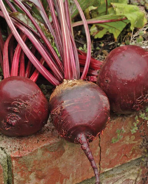 WCS Beets - Red Ace F1 Organic Certified (100 Seeds)