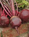 WCS Beets - Red Ace F1 Organic Certified (100 Seeds)