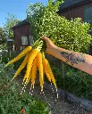 WCS Carrots - Gold Nugget F1 (yellow)