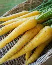 WCS Carrots - Gold Nugget F1 (yellow)