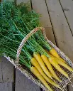 WCS Carrots - Gold Nugget F1 (yellow)