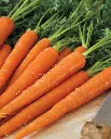 WCS Carrots - Neptune F1