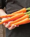WCS Carrots - Neptune F1