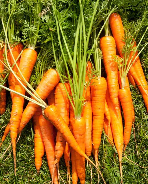 WCS Carrots - Neptune F1
