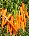 WCS Carrots - Neptune F1