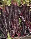 WCS Carrots - Purple Haze F1