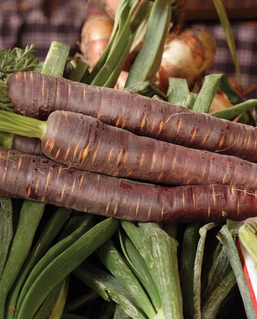 WCS Carrots - Purple Haze F1