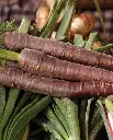 WCS Carrots - Purple Haze F1