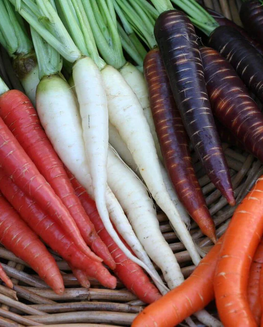 WCS Carrots - Rainbow Blend