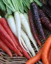WCS Carrots - Rainbow Blend