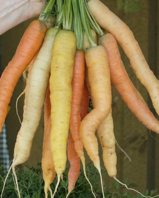 WCS Carrots - Rainbow Blend