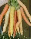 WCS Carrots - Rainbow Blend
