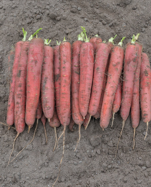 WCS Carrots - Red Sun F1