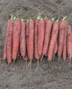 WCS Carrots - Red Sun F1