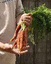 WCS Carrots - Scarlet Nantes Seed Tape