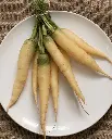 WCS Carrots - White Satin F1