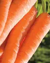 WCS Carrots - Ya Ya F1 (Coated) Certified Organic