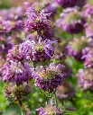 WCS Bergamot - Lemon Bergamot