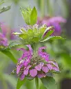 WCS Bergamot - Lemon Bergamot
