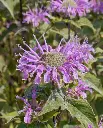 WCS Bergamot - Wild Bergamot