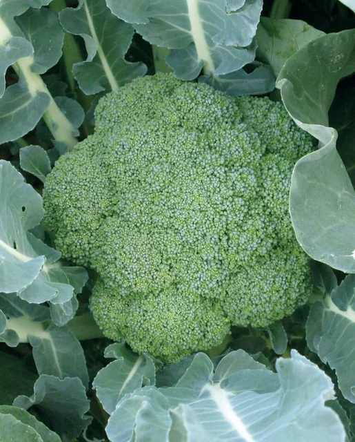 WCS Broccoli - Green Magic F1