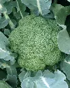 WCS Broccoli - Green Magic F1