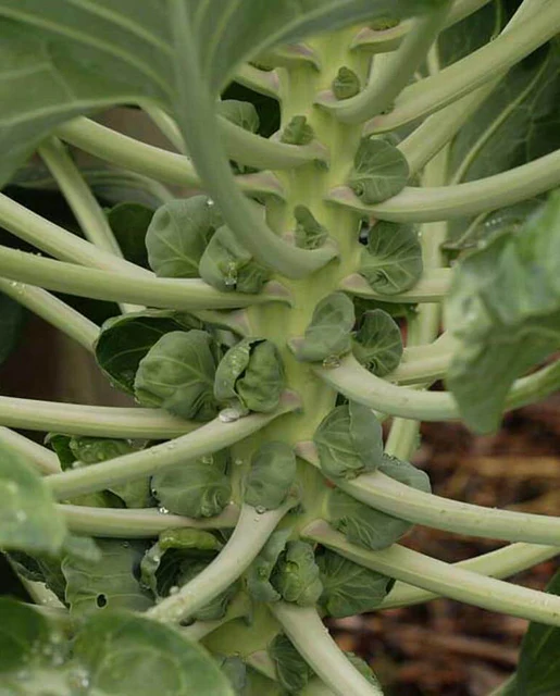 WCS Brussel Sprouts - Gustus F1