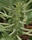 WCS Brussel Sprouts - Gustus F1