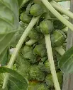 WCS Brussel Sprouts - Gustus F1