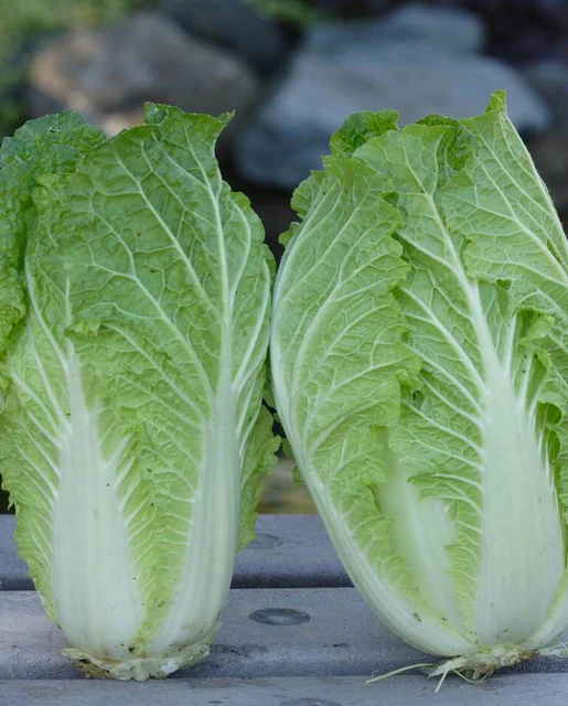 WCS Cabbage - China Express F1 (Sui Choi)
