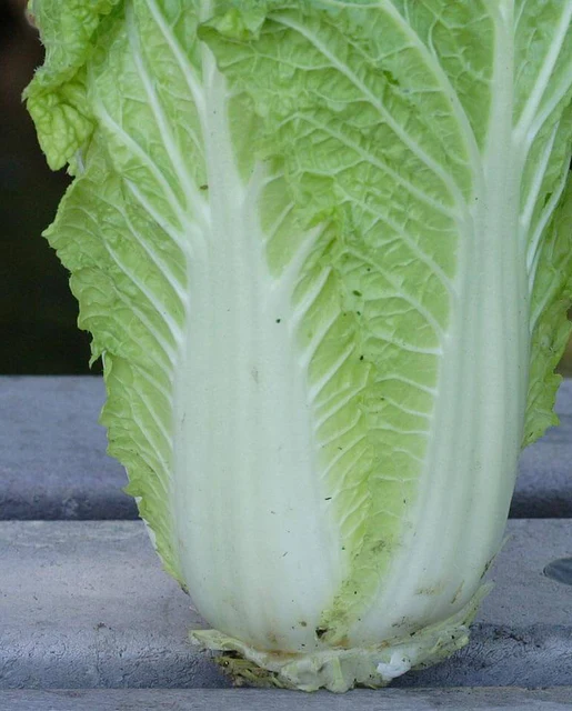 WCS Cabbage - China Express F1 (Sui Choi)