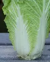 WCS Cabbage - China Express F1 (Sui Choi)