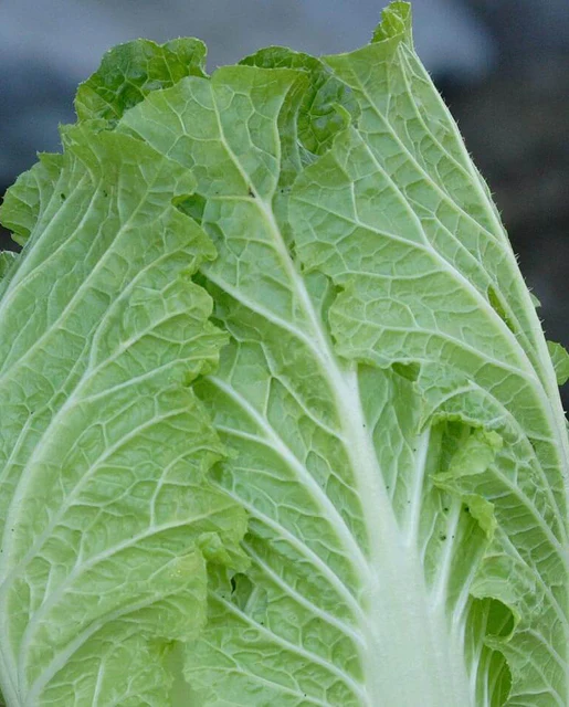 WCS Cabbage - China Express F1 (Sui Choi)