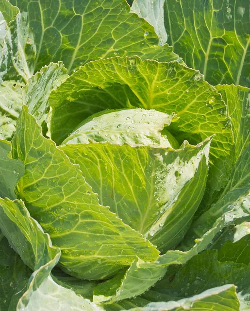 WCS Cabbage - Copenhagen Market