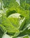 WCS Cabbage - Copenhagen Market