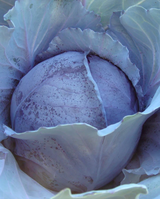 WCS Cabbage - Ruby Perfection F1 (Red)