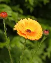 WCS Calendula - Indian Prince