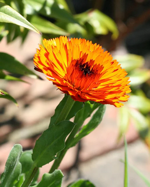 WCS Calendula - Indian Prince
