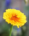 WCS Calendula - Indian Prince