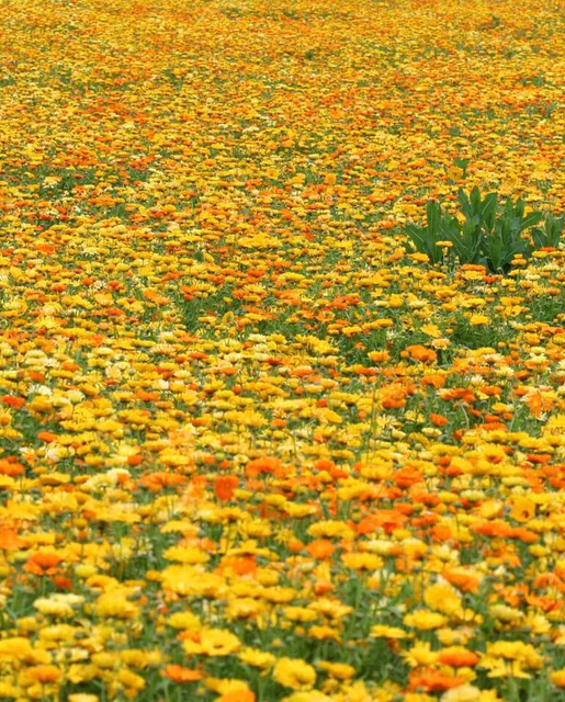 WCS Calendula - Pacific Beauty