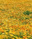 WCS Calendula - Pacific Beauty
