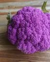 WCS Cauliflower - Purple Moon F1