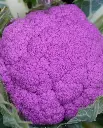 WCS Cauliflower - Purple Moon F1