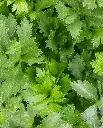 WCS Celery - Amersterdam Cutting Leaf Celery
