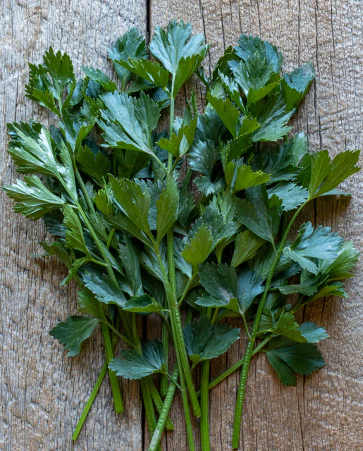 WCS Celery - Amersterdam Cutting Leaf Celery