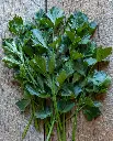WCS Celery - Amersterdam Cutting Leaf Celery