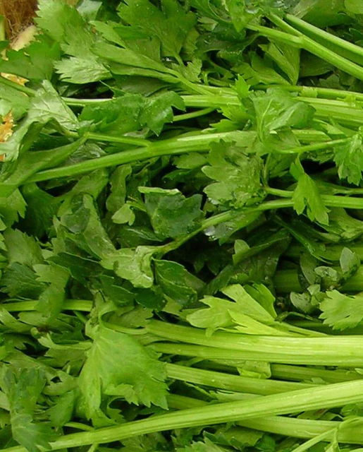 WCS Celery - Tall Utah