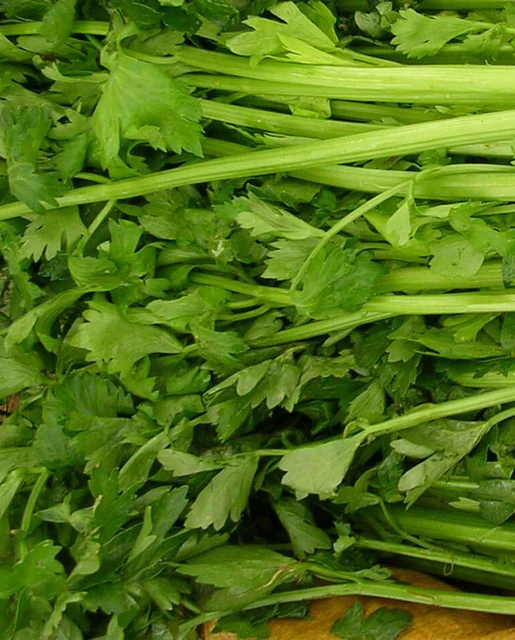 WCS Celery - Tall Utah