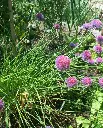 WCS Chives